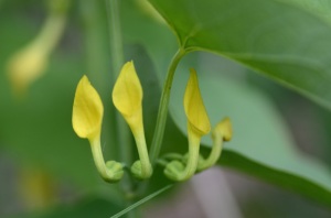 European birthwort flowers. Four slender yellow flowers