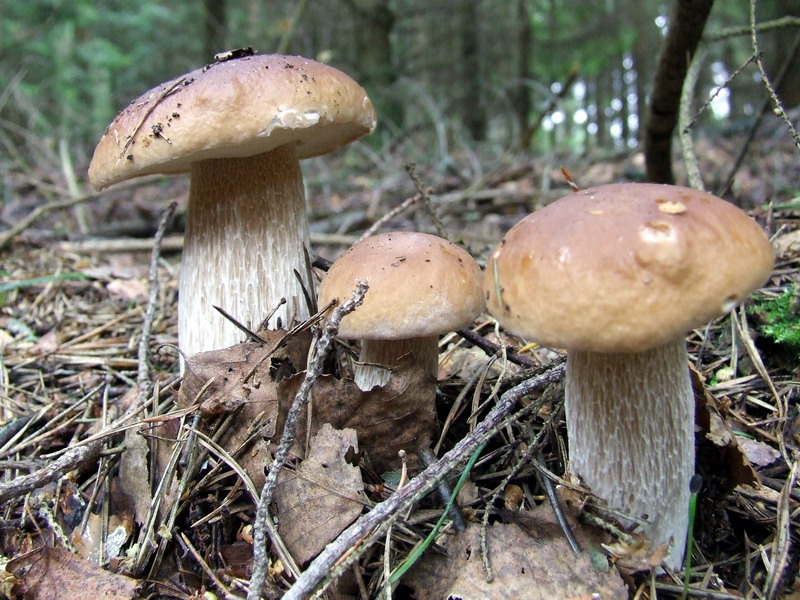 Boletus edulis -three light brown toadstools in a forest
