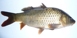 A common carp