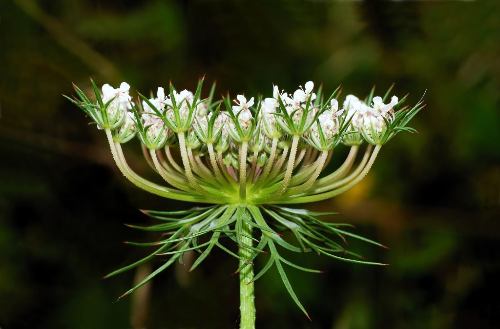 Umbel of wild carrot showing white flowers