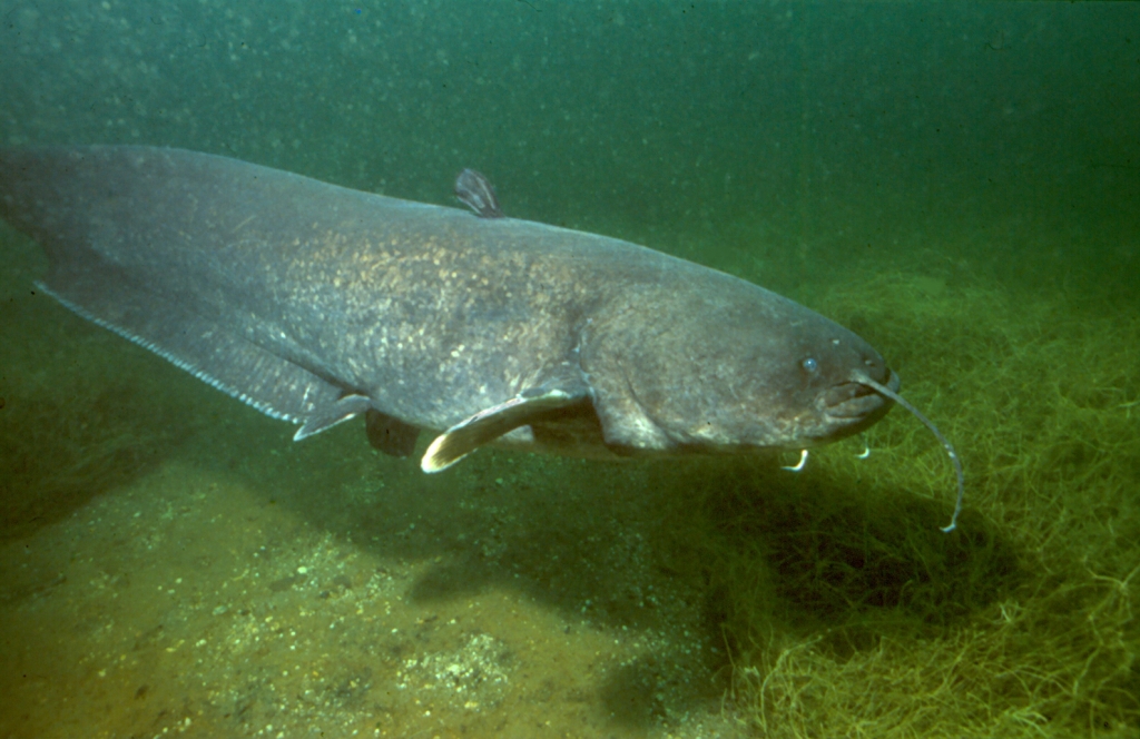 A large catfish