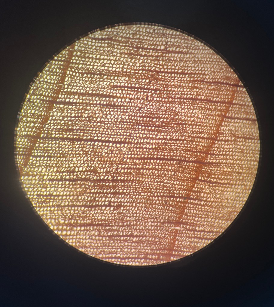 An image showing the transverse section of cedar wood