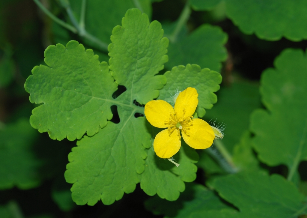 The small yellow flower of a greater celandine with four petals