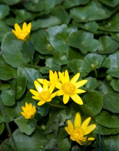 Bright yellow lesser celandine flowers with a backdrop of dark green leaves