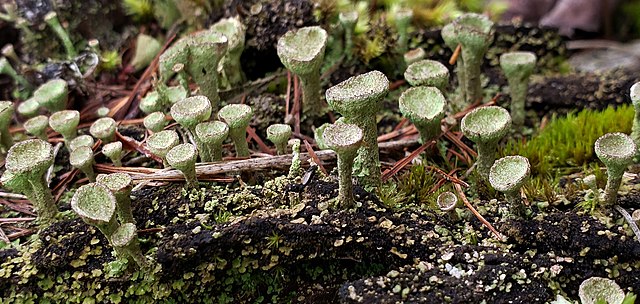 A group of chalice-moss, resembling tiny wine cups